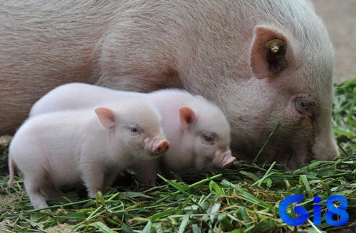 Giấc mơ thấy nhiều lợn con báo hiệu cho cơ hội mới và sự khởi đầu
