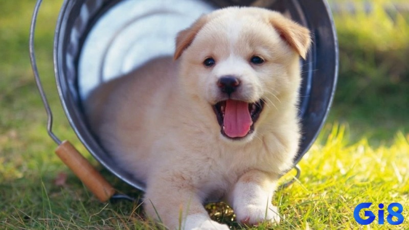 Giải mã giấc mơ thấy chó con tùy theo từng diễn biến 