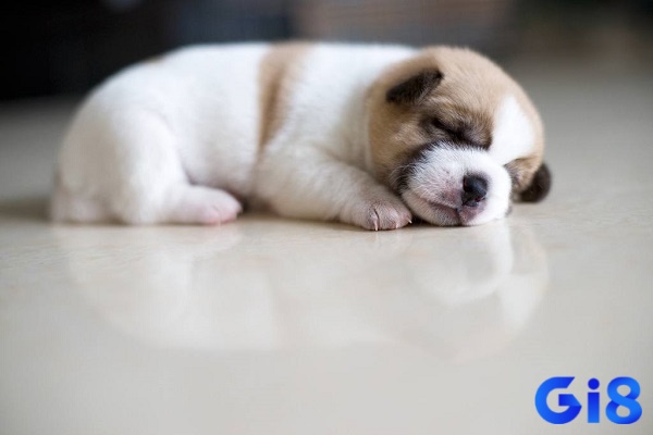 Ghi nhớ chi tiết trong mơ để có được điềm báo 