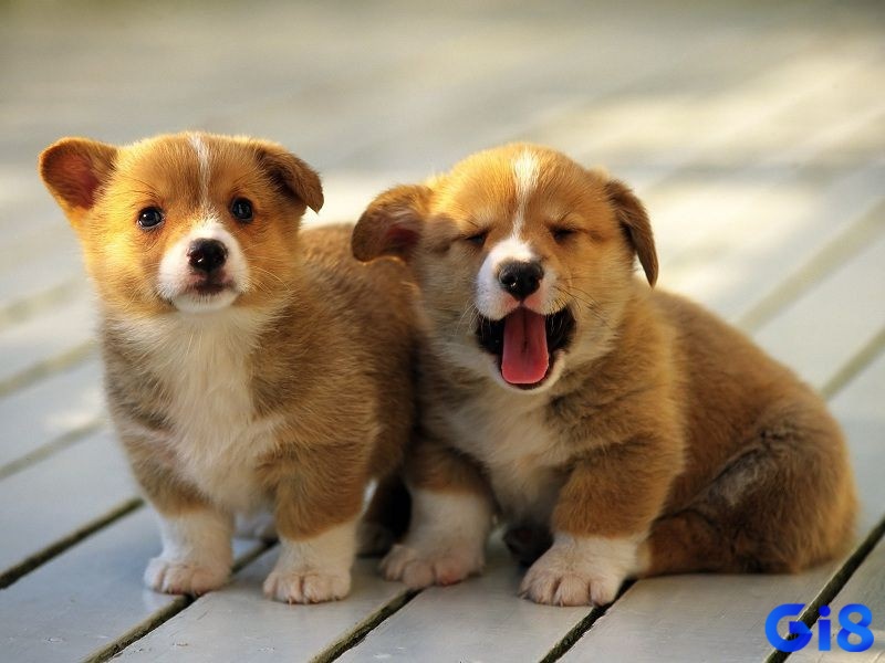 Giải mã giấc mơ thấy chó con mang theo số đề tài lộc 