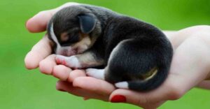 Giải mã giấc mơ thấy chó con điềm báo gì? Đánh số mấy?