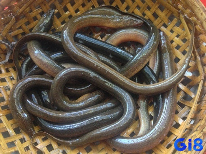 Tìm hiểu về ý nghĩa của lươn