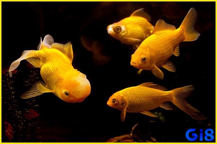 Mơ thấy cá vàng tượng trưng cho sự giàu sang, tài lộc, với các con số may mắn 36, 63, 83, 39, 93, 96, 48, 84, 44