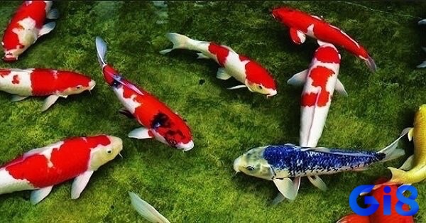 Màu sắc cá trong giấc mơ mang ý nghĩa riêng biệt và liên kết với các con số may mắn như 34, 43, 68 (cá đỏ), 02, 20, 22 (cá trắng), 14, 41, 94 (cá đen)