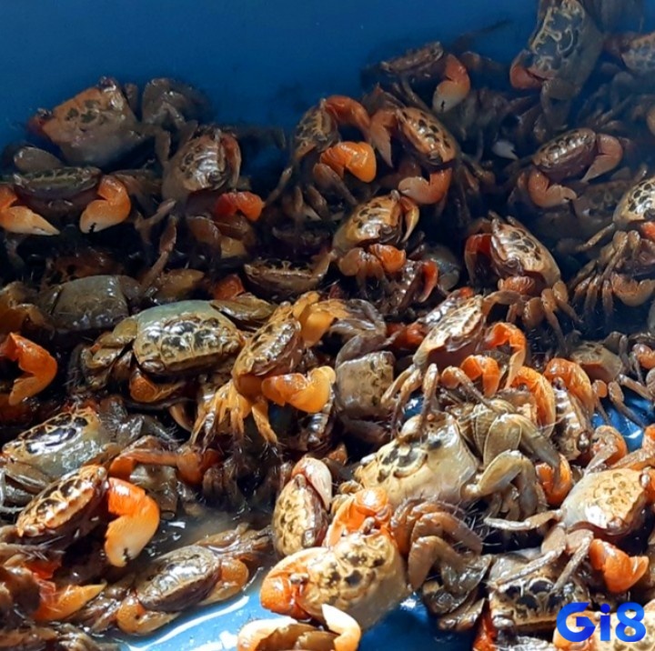 Mơ thấy bắt được nhiều cua báo hiệu bạn sắp thu về thành quả sau thời gian dài nỗ lực