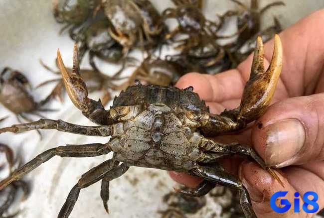 Mơ thấy nhiều cua đánh đề con gì may mắn còn tùy hình ảnh trong mộng