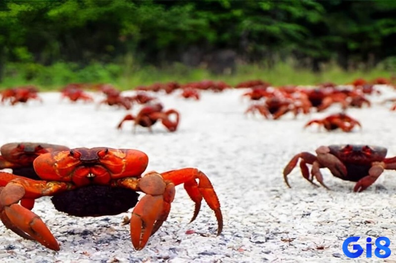 Mơ thấy nhiều cua bò vào nhà báo hiệu sự can thiệp từ người ngoài vào đời sống cá nhân